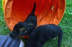 2012-juil-01-puppylady014.jpg