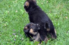 2012-juil-01-puppylady015.jpg