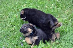 2012-juil-01-puppylady016.jpg