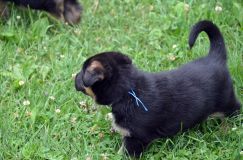 2012-juil-01-puppylady017.jpg