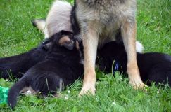 2012-juil-01-puppylady018.jpg