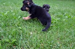 2012-juil-01-puppylady019.jpg