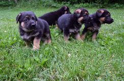 2012-juil-01-puppylady020.jpg