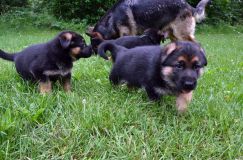 2012-juil-01-puppylady021.jpg