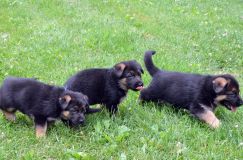 2012-juil-01-puppylady023.jpg