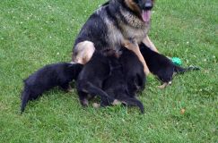 2012-juil-01-puppylady025.jpg