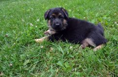 2012-juil-01-puppylady026.jpg