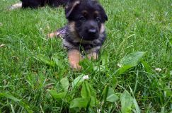 2012-juil-01-puppylady027.jpg