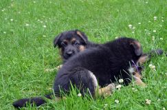 2012-juil-01-puppylady028.jpg