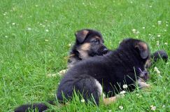 2012-juil-01-puppylady029.jpg