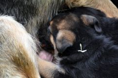 2012-juil-01-puppylady031.jpg