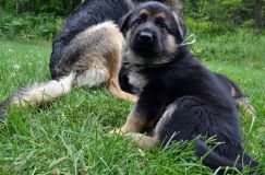 2012-juil-01-puppylady034.jpg