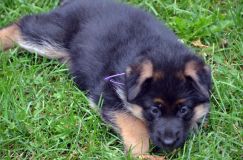 2012-juil-01-puppylady036.jpg