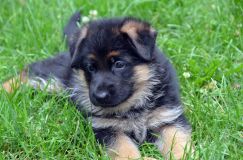 2012-juil-01-puppylady037.jpg