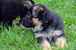 2012-juil-01-puppylady038.jpg