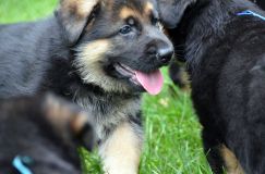 2012-juil-01-puppylady039.jpg