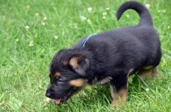 2012-juil-01-puppylady040.jpg