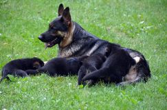 2012-juil-01-puppylady042.jpg