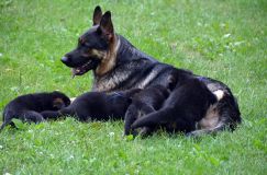 2012-juil-01-puppylady042.jpg