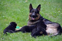 2012-juil-01-puppylady043.jpg