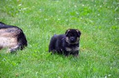 2012-juil-01-puppylady044.jpg