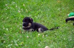 2012-juil-01-puppylady045.jpg