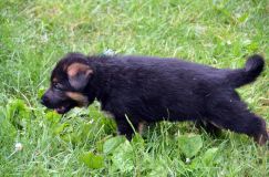 2012-juil-01-puppylady046.jpg