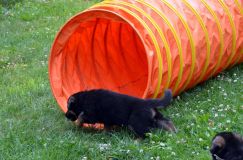 2012-juil-01-puppylady047.jpg