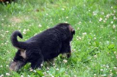 2012-juil-01-puppylady048.jpg