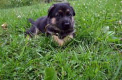 2012-juil-01-puppylady049.jpg