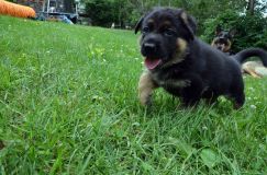 2012-juil-01-puppylady050.jpg