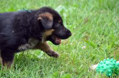 2012-juil-01-puppylady051.jpg