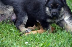 2012-juil-01-puppylady052.jpg