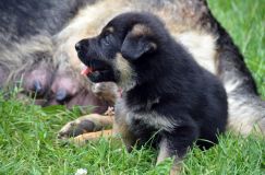 2012-juil-01-puppylady053.jpg