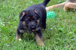 2012-juil-01-puppylady054.jpg