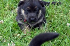 2012-juil-01-puppylady055.jpg