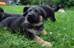 2012-juil-01-puppylady056.jpg