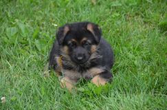 Nom du fichier=2012-juil-01-puppylady058.jpg
Taille du fichier=226Ko
Dimensions : 1200x795
Ajouté le : 01 Juillet 2012 2012-juil-01-puppylady058.jpg