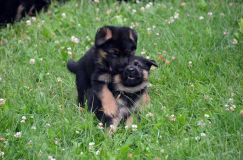 2012-juil-01-puppylady059.jpg