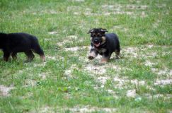 2012-juil-01-puppylady060.jpg