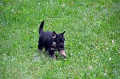 2012-juil-01-puppylady061.jpg