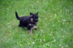 2012-juil-01-puppylady062.jpg