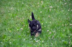 2012-juil-01-puppylady063.jpg