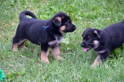 2012-juil-01-puppylady064.jpg