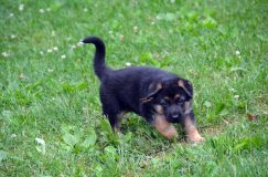 2012-juil-01-puppylady065.jpg