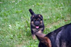 2012-juil-01-puppylady066.jpg