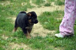 2012-juil-01-puppylady067.jpg