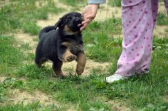 2012-juil-01-puppylady068.jpg