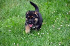 Nom du fichier=2012-juil-01-puppylady069.jpg
Taille du fichier=249Ko
Dimensions : 1200x795
Ajouté le : 01 Juillet 2012 2012-juil-01-puppylady069.jpg
