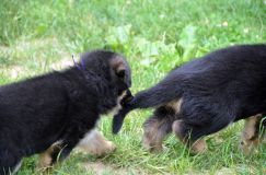 2012-juil-01-puppylady070.jpg